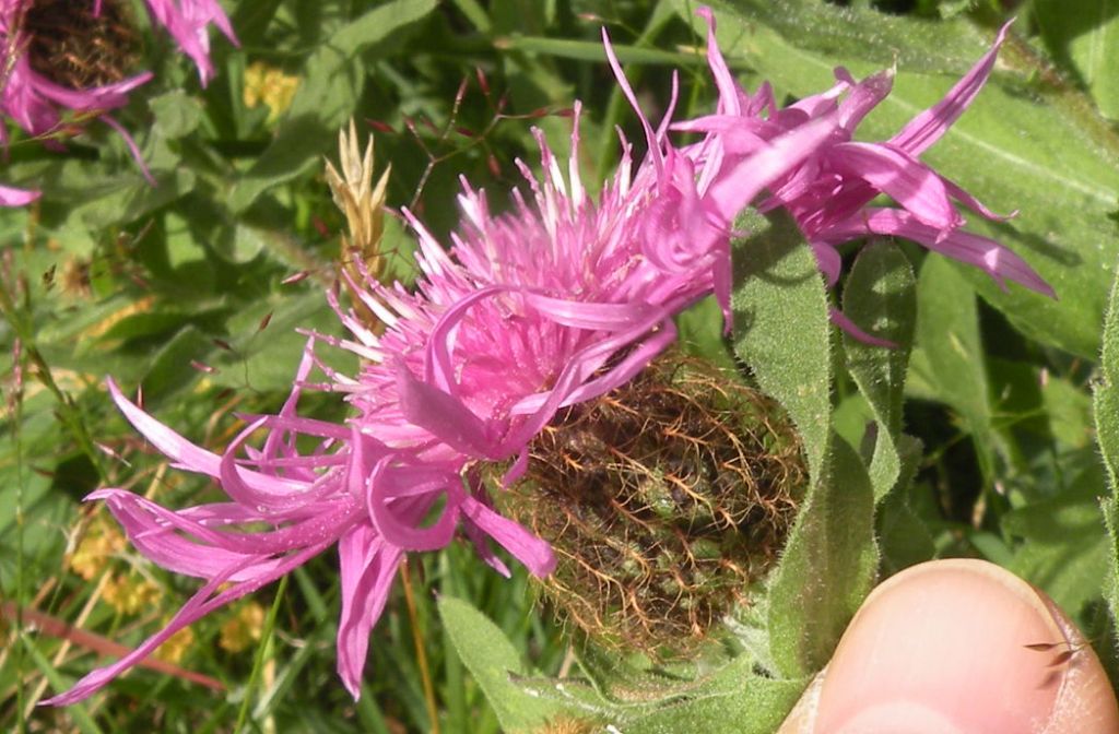 Centaurea nervosa